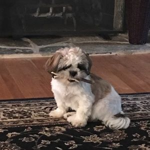 Meet your Posher, Shawn